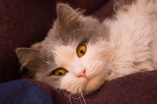 Lindo gato cinzento e branco.