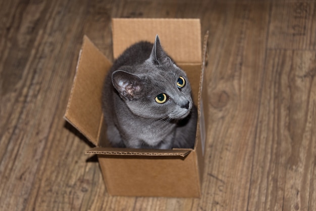 Lindo gato cinzento escondido na caixa de papelão.