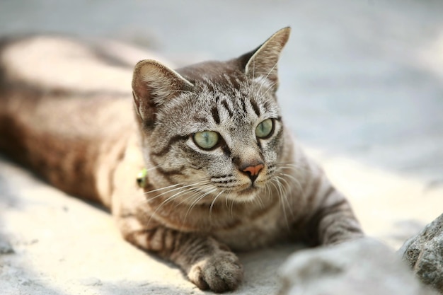 Lindo gato cinzento sentado no exterior