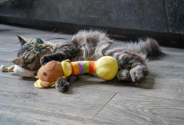 Foto lindo gato cinzento