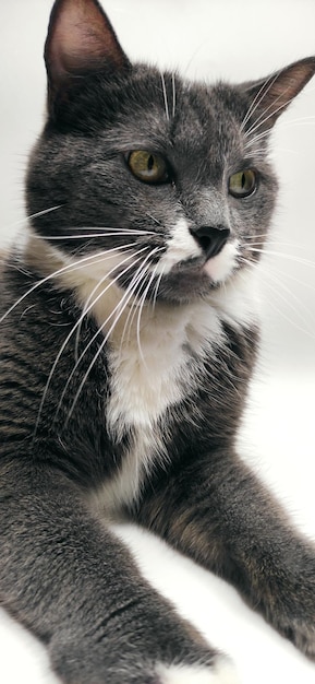 lindo gato com bigode fofo