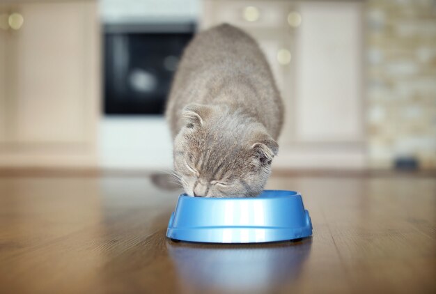 Lindo gato comiendo en casa