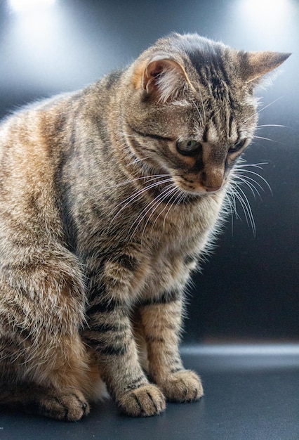 Foto lindo gato curioso mirando en las lentes