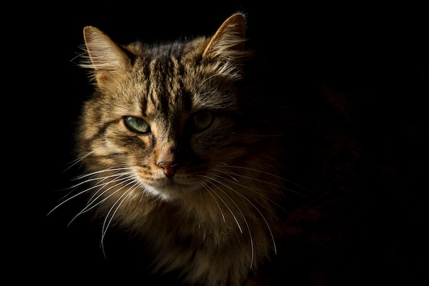 Lindo gato de cabelos compridos em um fundo preto, como se estivesse emergindo das sombras