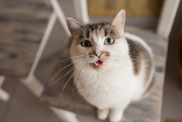 Lindo gato de estimação sentado na mesa em casa olhando para a câmera. Animal doméstico listrado peludo fofo relaxante.