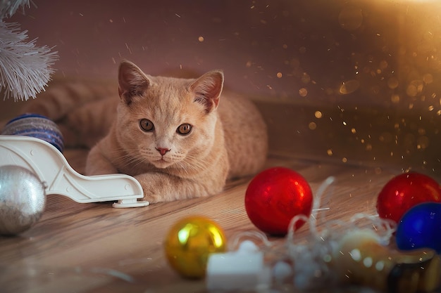 Lindo gato de natal com brinquedos de natal