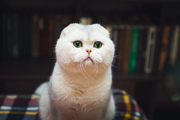 Lindo gato de pêlo curto britânico branco. Interior da biblioteca em casa.