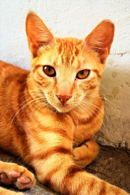 lindo gato de perto