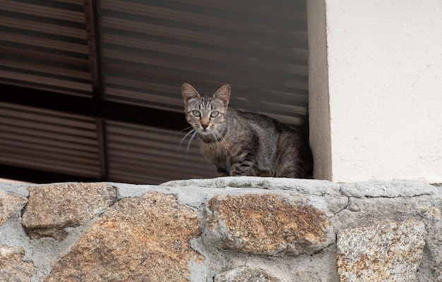 Lindo gato de rua caminha por um parque, olhando para a câmera.