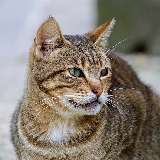 Lindo gato de rua na rua