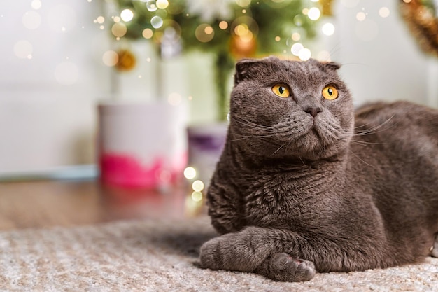 Lindo gato debajo del árbol de Navidad en la sala de estar Gato Scottish Fold en Navidad y Año Nuevo