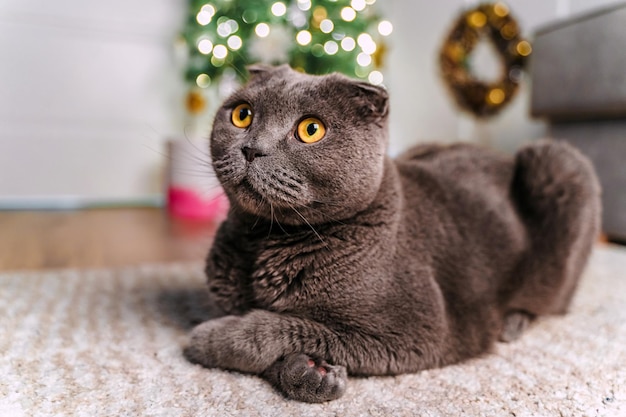 Lindo gato debajo del árbol de Navidad en la sala de estar Gato Scottish Fold en Navidad y Año Nuevo