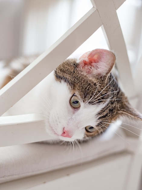 Lindo gato deitado em uma cadeira branca em casa, dentro de casa, expressão de carinha engraçada