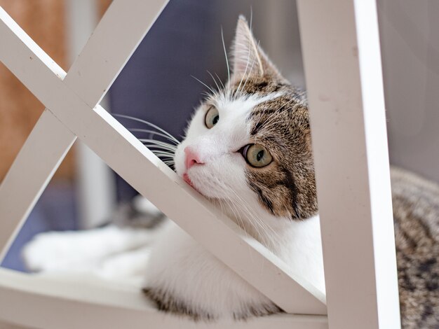 Lindo gato deitado em uma cadeira branca em casa, dentro de casa, expressão de carinha engraçada