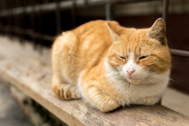 Lindo gato descansando al aire libre