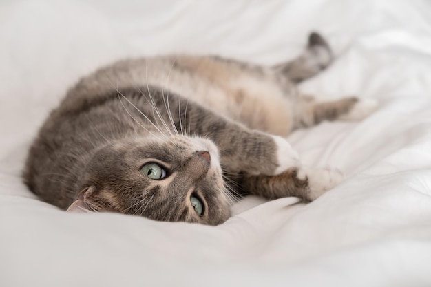 Lindo gato descansando en la cama en el calor del verano y ojos verdes mirando a la cámara