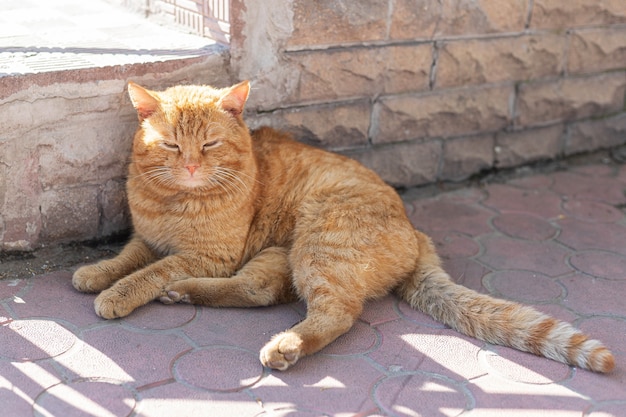 Lindo gato descansando en el suelo