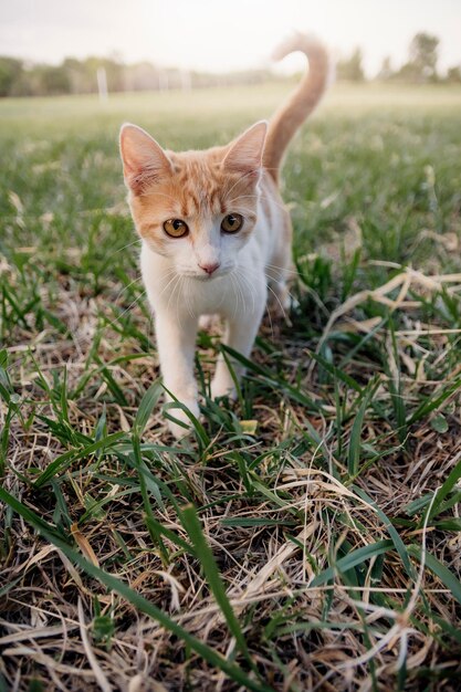 Lindo gato desfrutando de um bom dia