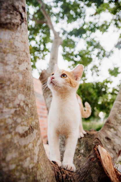 Lindo gato desfrutando de um bom dia