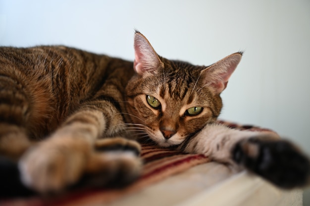 Lindo gato despojado divertido con ojos verdes acostado en una cama