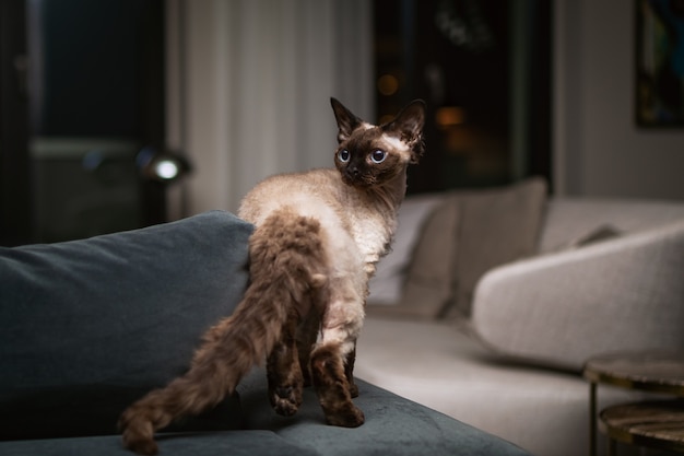 Lindo gato devon rex tipo blu point no interior da casa.