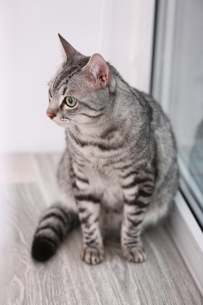 Lindo gato divertido con espejo en casa