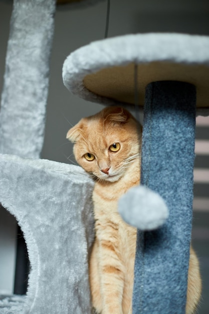 Lindo gato divertido jugando en los muebles Arañando el árbol disuasorio en casa Rascando postes love petxA