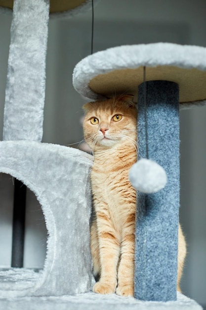 Lindo gato divertido jugando en los muebles Arañando el árbol disuasorio en casa Rascando postes love petxA