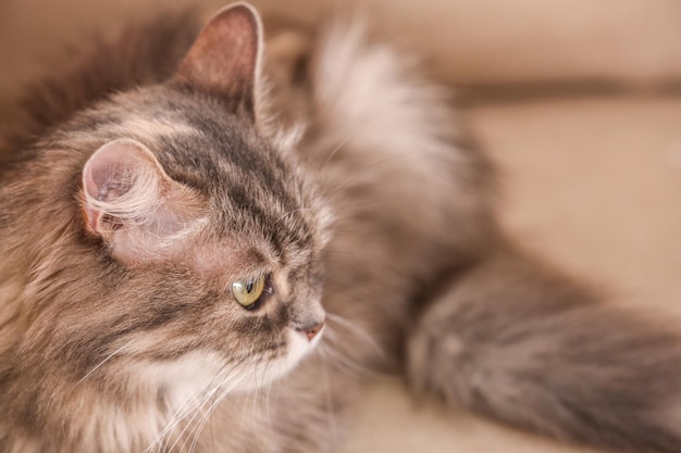 Lindo gato divertido en primer plano de sofá beige