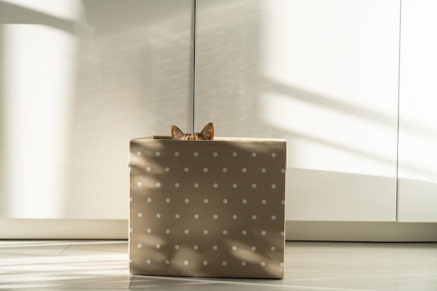 Lindo gato divertido se sienta y se esconde en una caja en casa asomándose solo las orejas son visibles Amantes de las mascotas