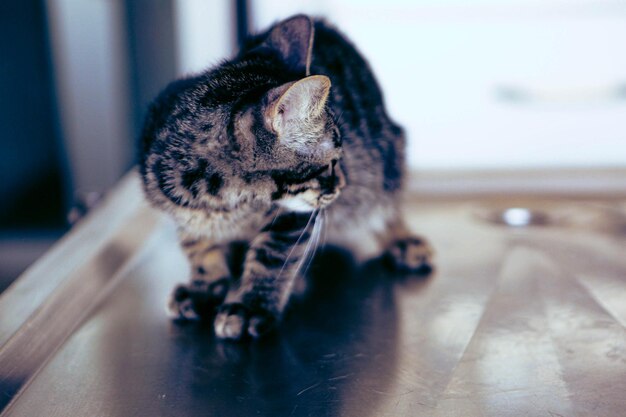 Lindo gato doente esperando o veterinário