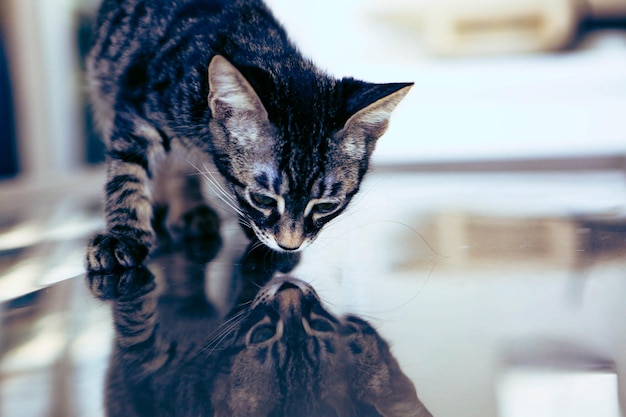 Lindo gato doente esperando o veterinário