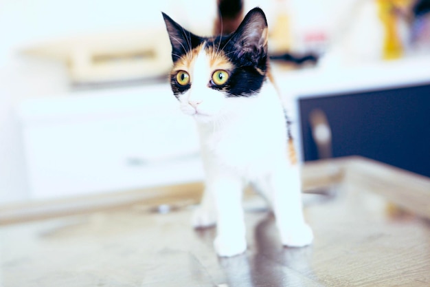 lindo gato doente esperando o veterinário