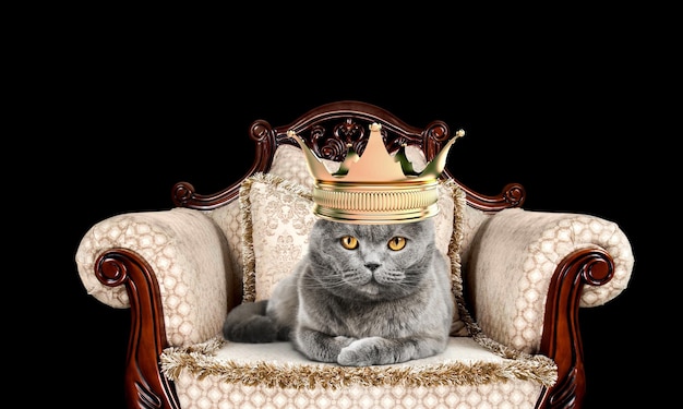 Un lindo gato doméstico con corona de reyes sentado en una silla