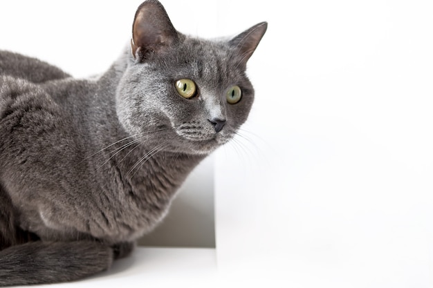 Lindo gato doméstico de cabelo curto britânico cinza ou azul com olhos amarelos em um fundo branco.