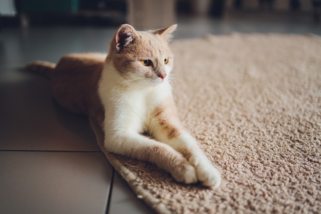 Lindo gato doméstico descansando en el suelo sobre la alfombra en casa.