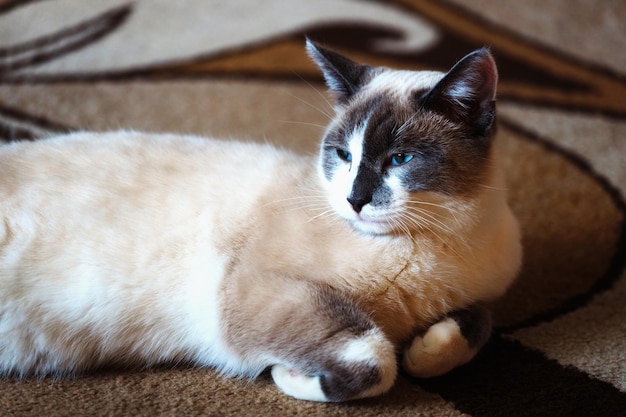 Lindo gato doméstico encontra-se no chão no quarto Retrato de animal de estimação de cor esfumaçada