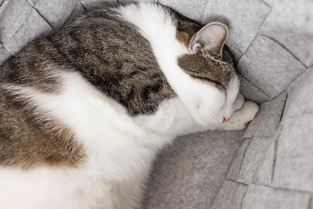 Lindo gato doméstico gordo durmiendo en una acogedora canasta de almacenamiento de fieltro gris temporada de otoño o invierno