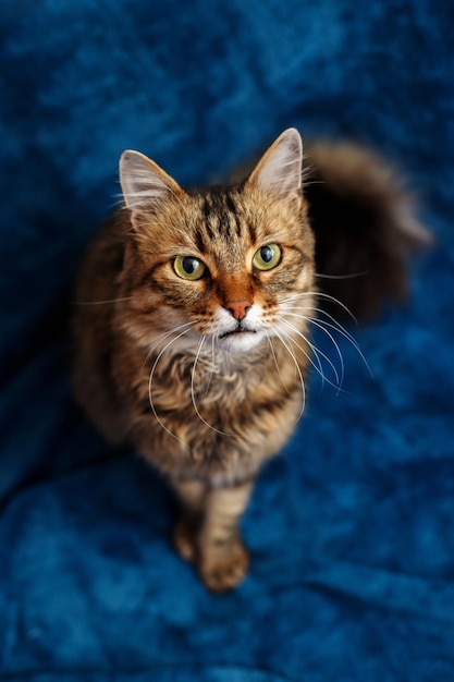 Lindo gato doméstico heterogêneo olha para a visão superior da câmera