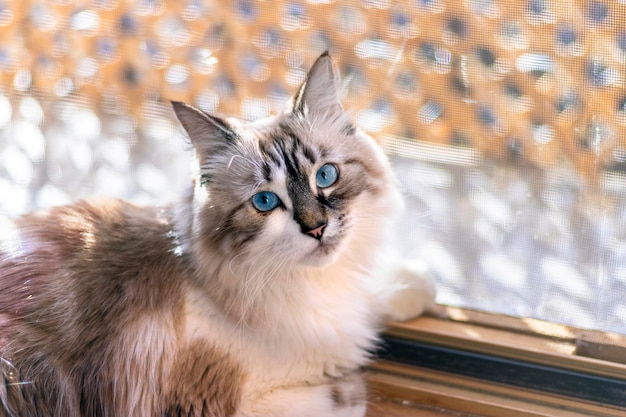 Lindo gato doméstico olhando para a câmera com seus olhos azuis