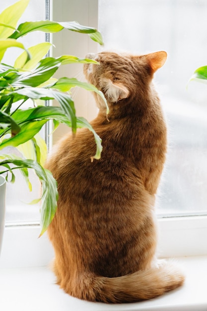 Lindo gato doméstico