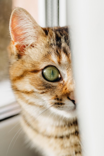 lindo gato doméstico