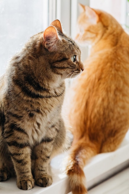 Lindo gato doméstico