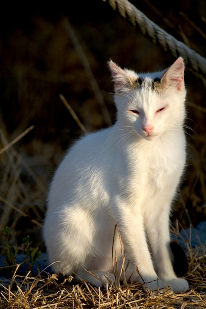 Lindo gato doméstico