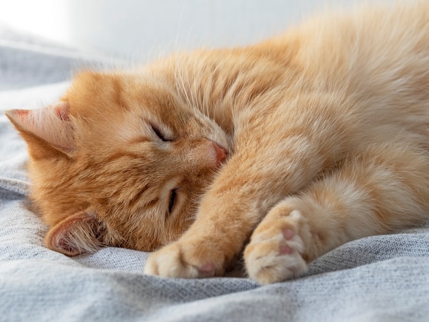 Lindo gato dormindo vermelho sobre um cobertor cinza. Animal de estimação dormindo