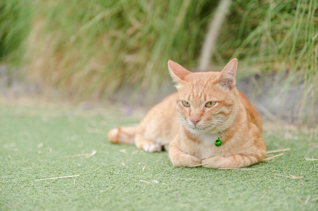 lindo gato duerme en la alfombra verde