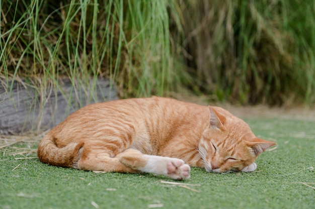 lindo gato duerme en la alfombra verde