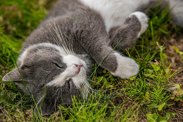 Lindo gato duerme sobre la hierba en el jardín
