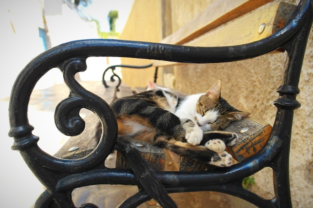 Lindo gato durmiendo en un banco