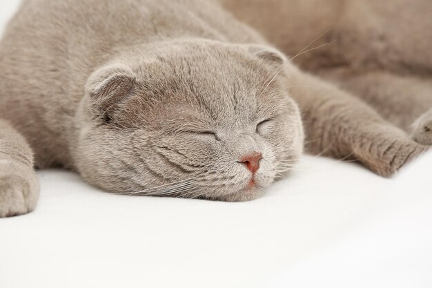 Lindo gato durmiendo en cama closeup